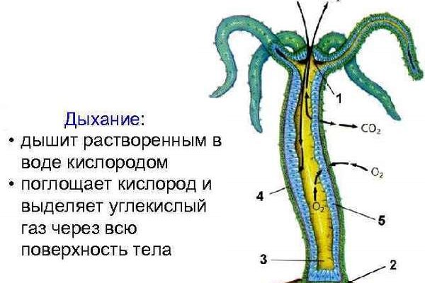 Гидра в даркнете